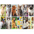 Calendario illustrato cani e gatti 2025 mensili