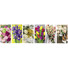 Calendario illustrato fiori 2027 dettaglio 1